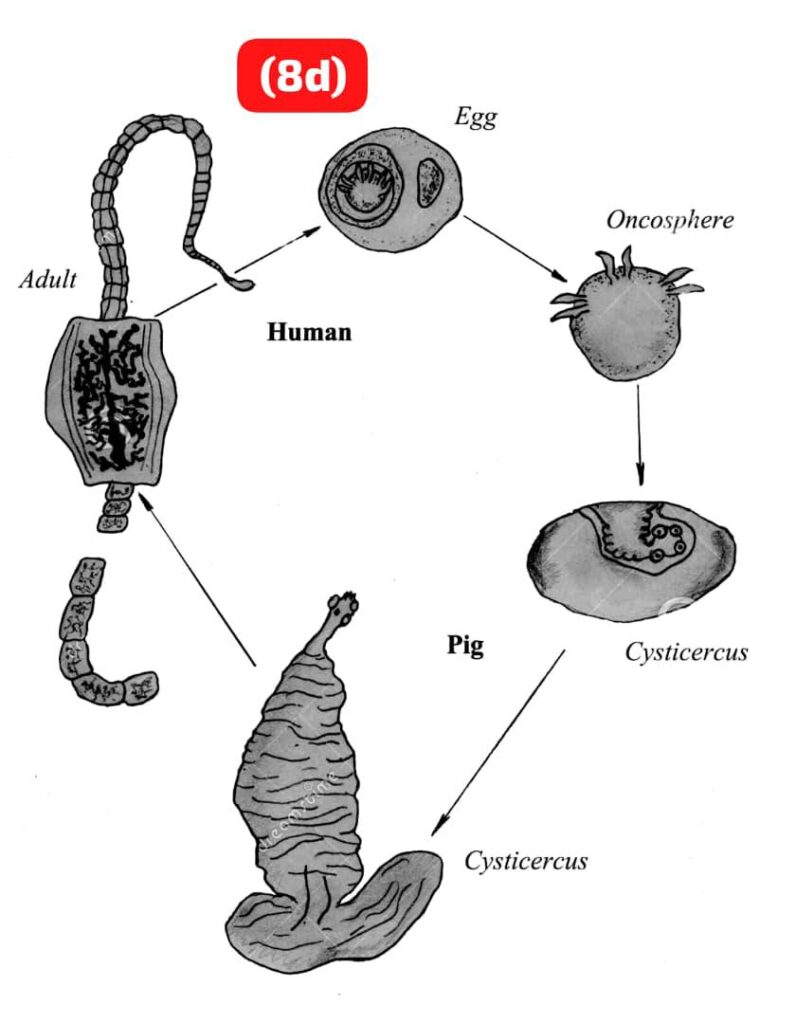 NECO GCE 2025 Agricultural Science Questions And Answers