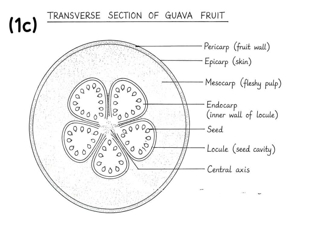 Neco 2026 Biology Practical Answers Neco 2026 Biology Practical Answers